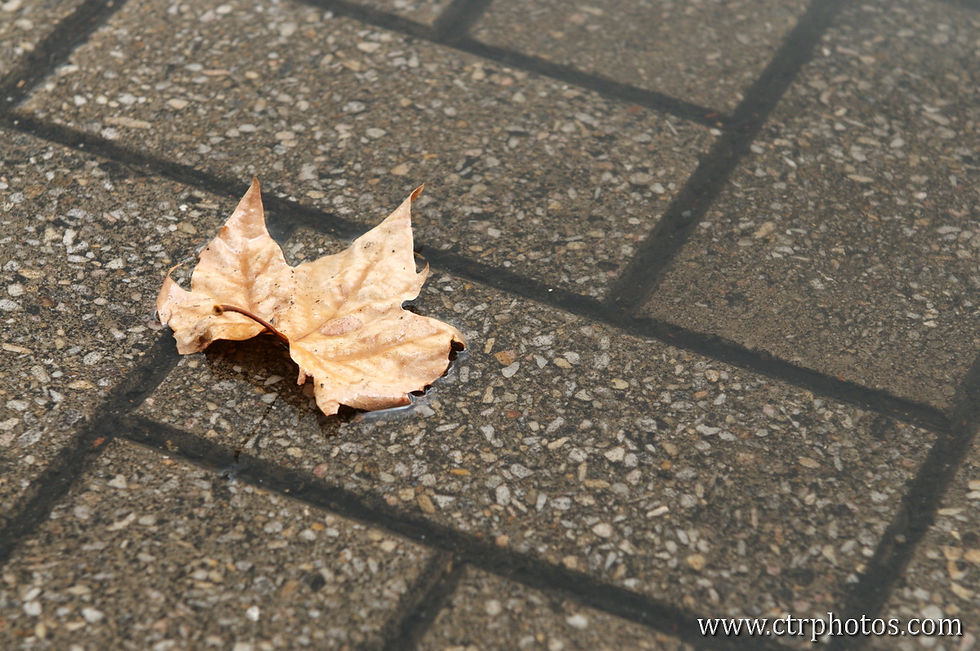 DSC_5513.JPG