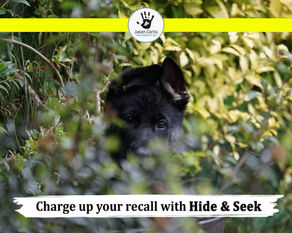 RECALL | Using Hide & Seek to charge up your dogs recall.