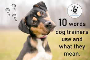 Decoding dog training speak with 10 Jargon busters