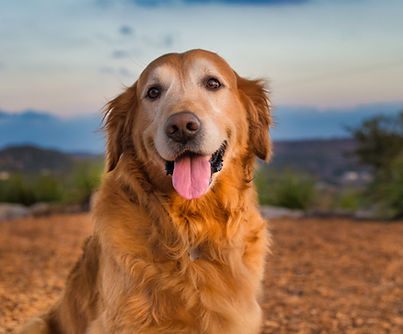 Samson portrait.jpeg