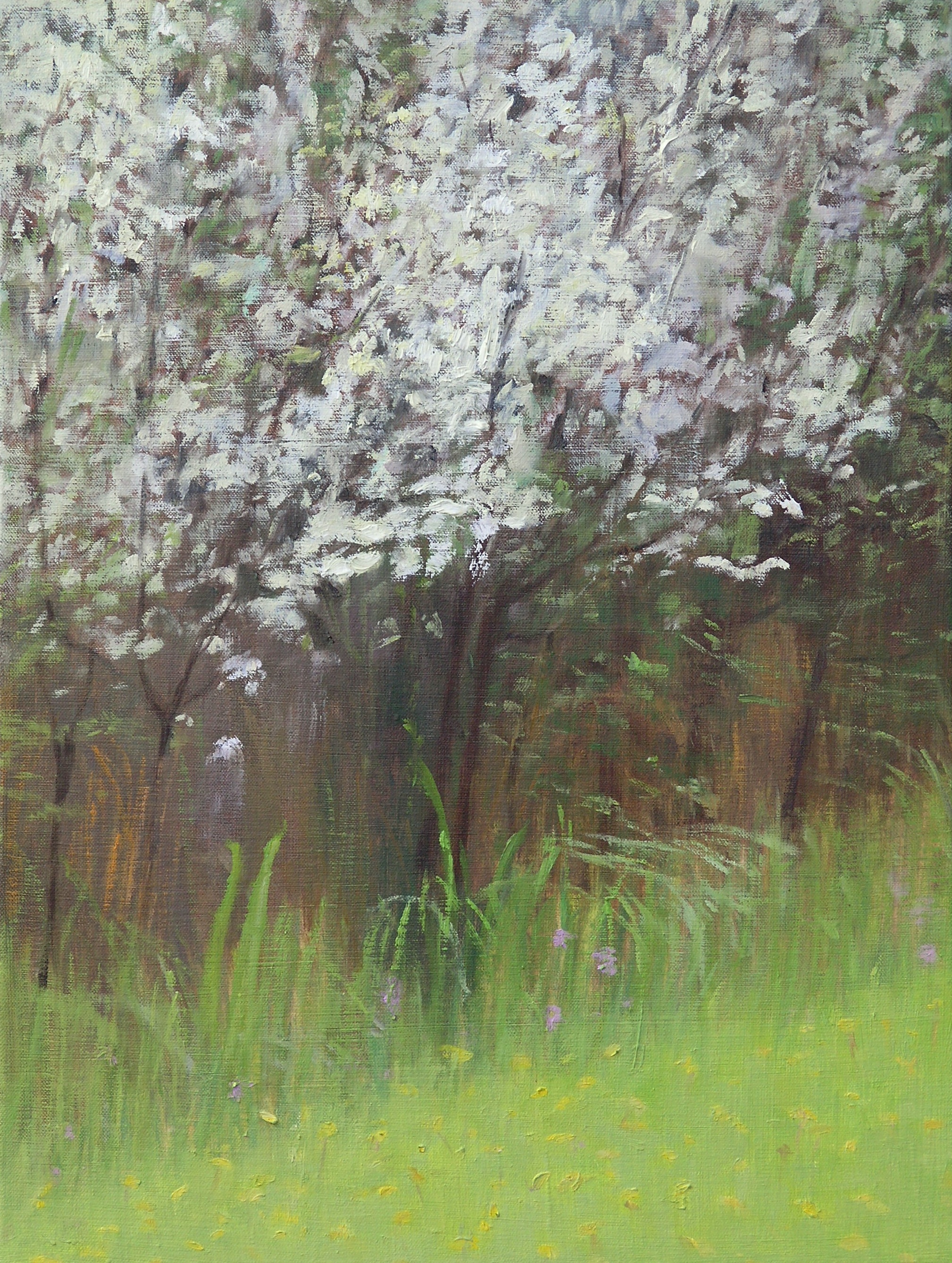 Blossoms