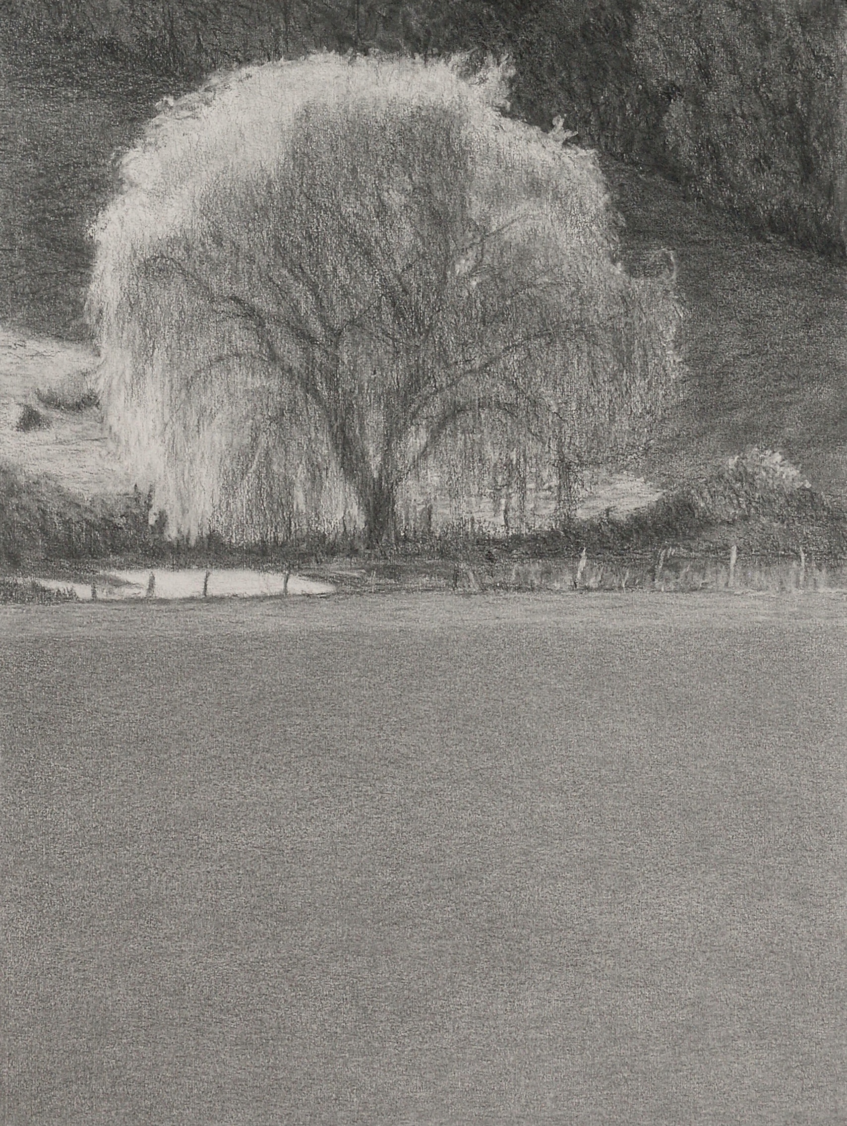 Autumn willow 2