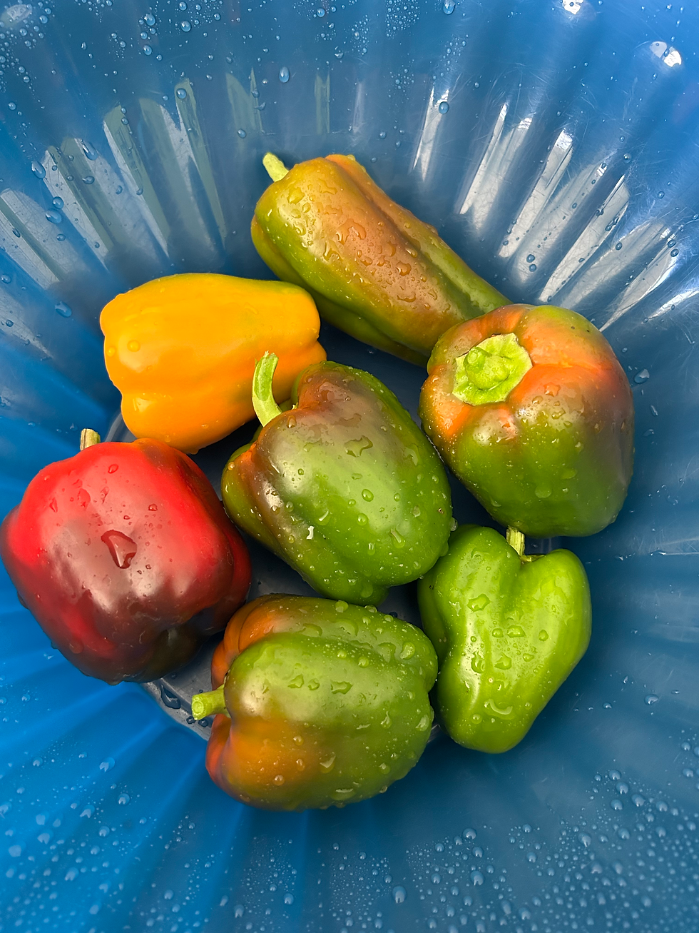 BellPepper_fruiting_harvest-win_score4_IMG_3199.heic