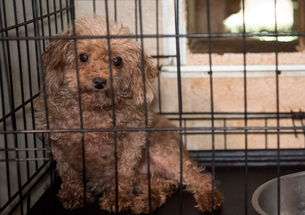 Local Opinion: Seedy Puppy Mill Operators Find a Haven in Arizona