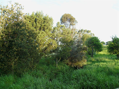 Revegetation.jpg