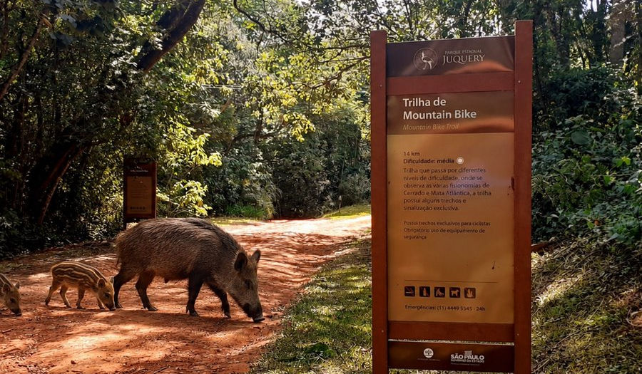 Javalis em Franco da Rocha? Especialista relata avistamentos no Mato Dentro