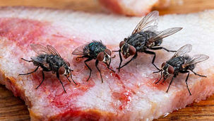 Moradores de Caieiras relatam aumento incomum de moscas em vários bairros. Especialistas explicam por que o fumacê pode não ser suficiente e alertam para riscos à saúde.