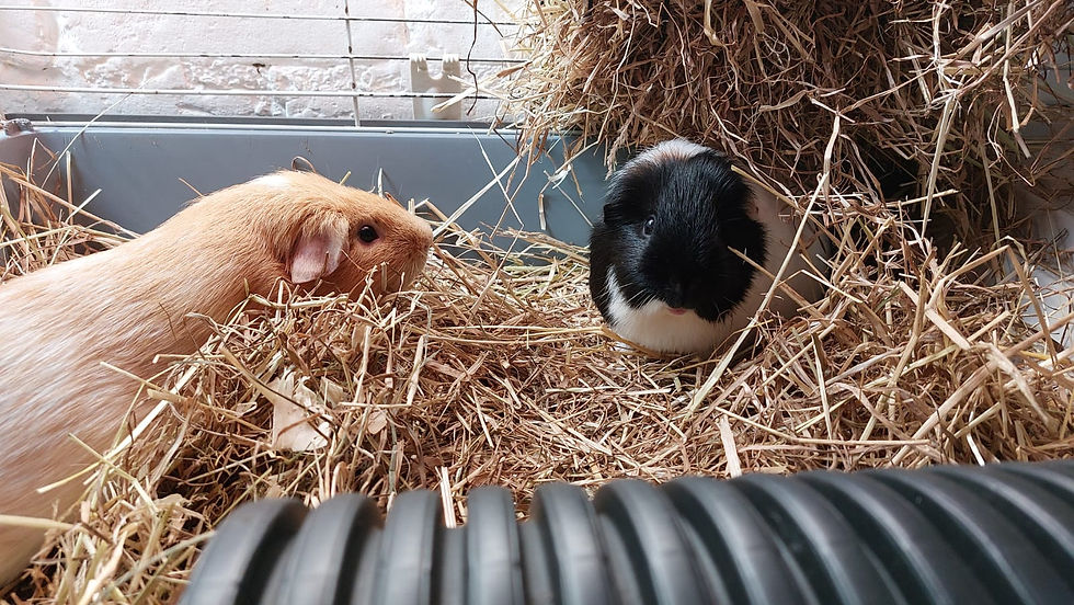 Puggle and Nugget