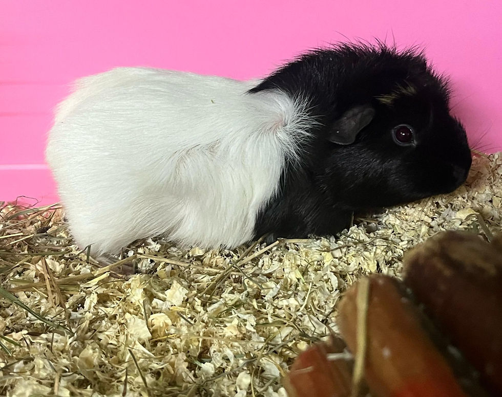 Pixie_ Young Sow (Girl) Guniea Pig