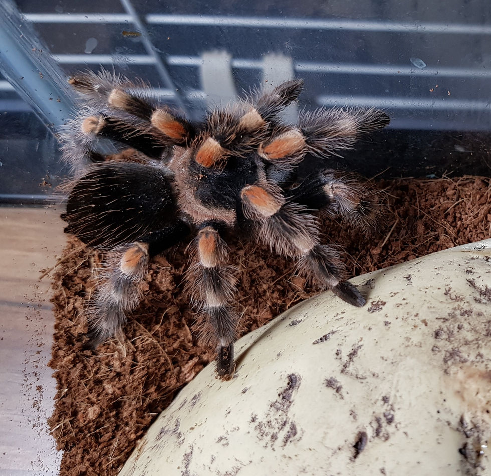 Mexican Red Knee Tarantula