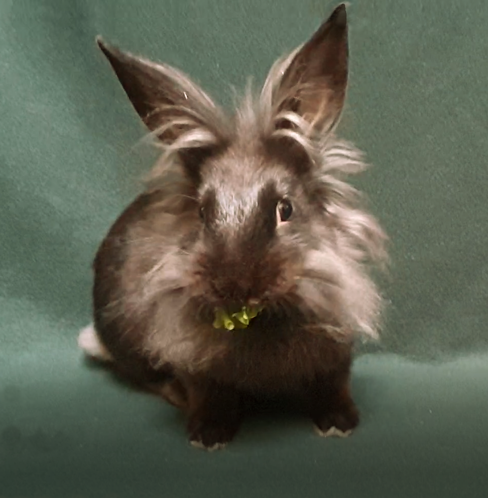 Cleo_ Female Lionhead Rabbit