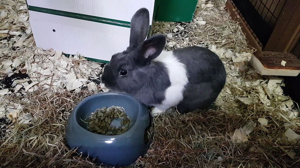 Elvis: Dutch Cross