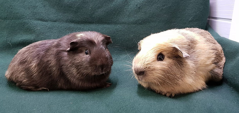 Rescued & Rehomed