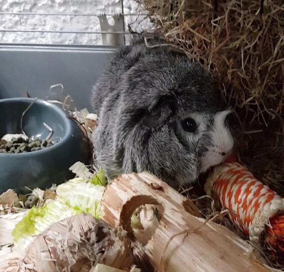 Percy: Guinea Pig