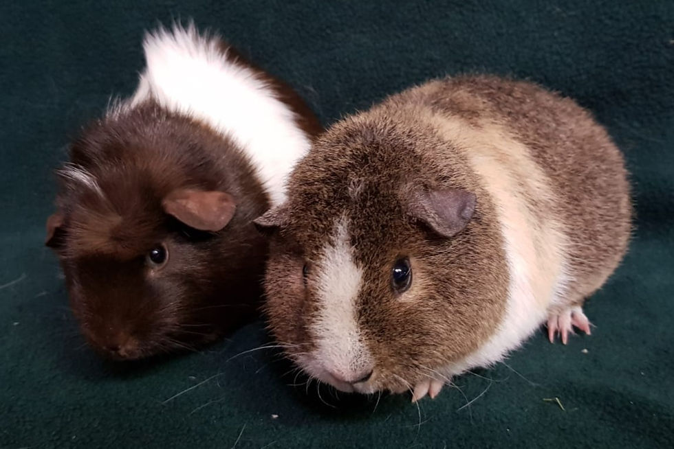 Coco & Honey