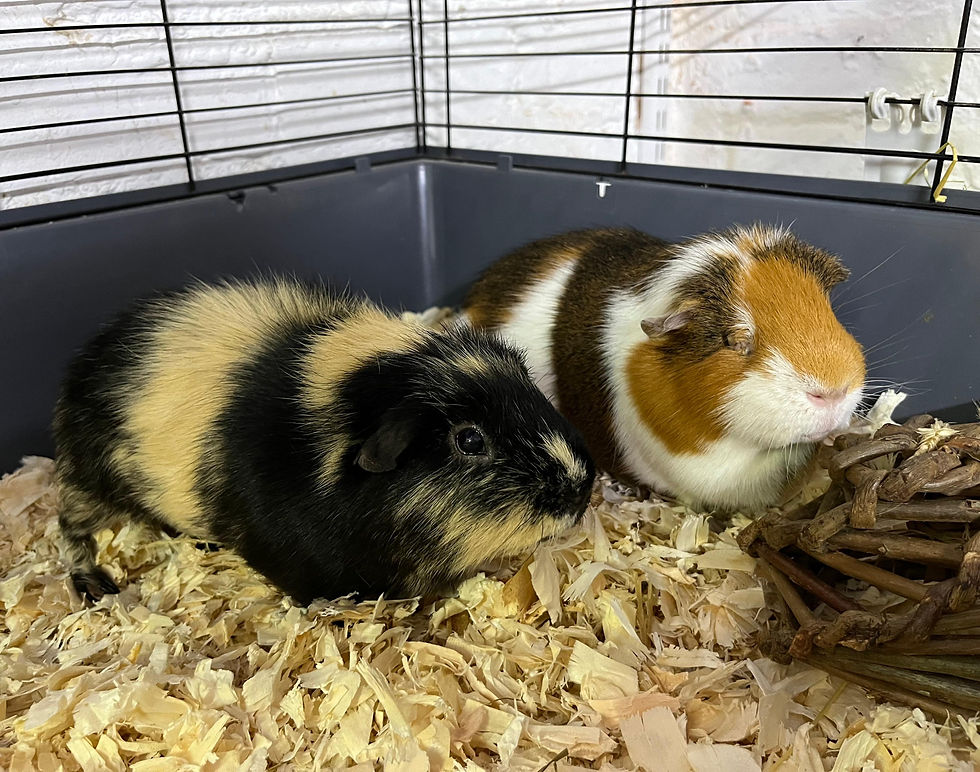 Thomas & George