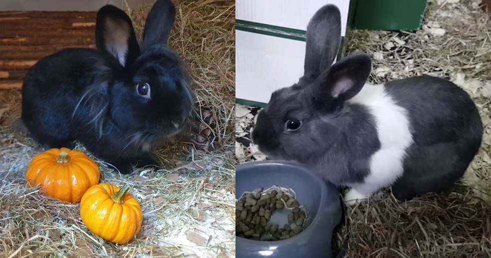 Cleo & Elvis