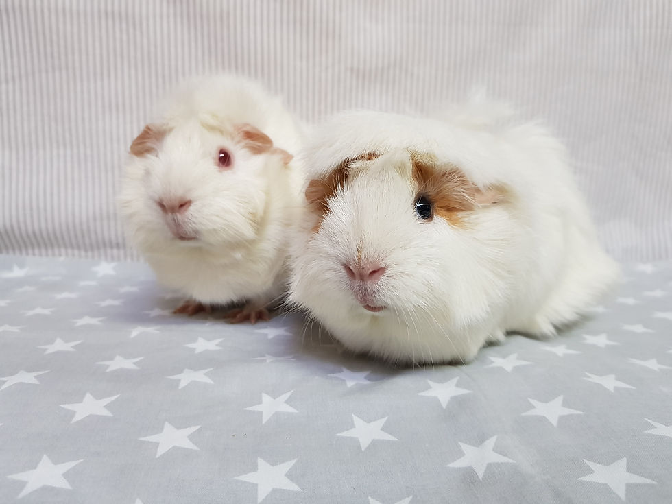 Roxie & Rita: Guinea Pigs