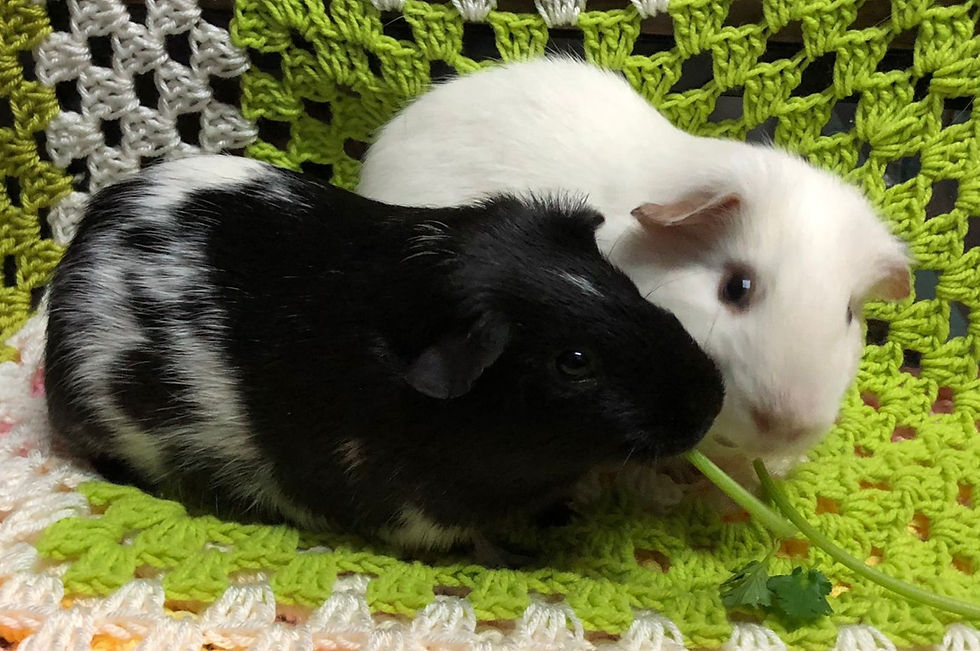 Pongo & Pickle