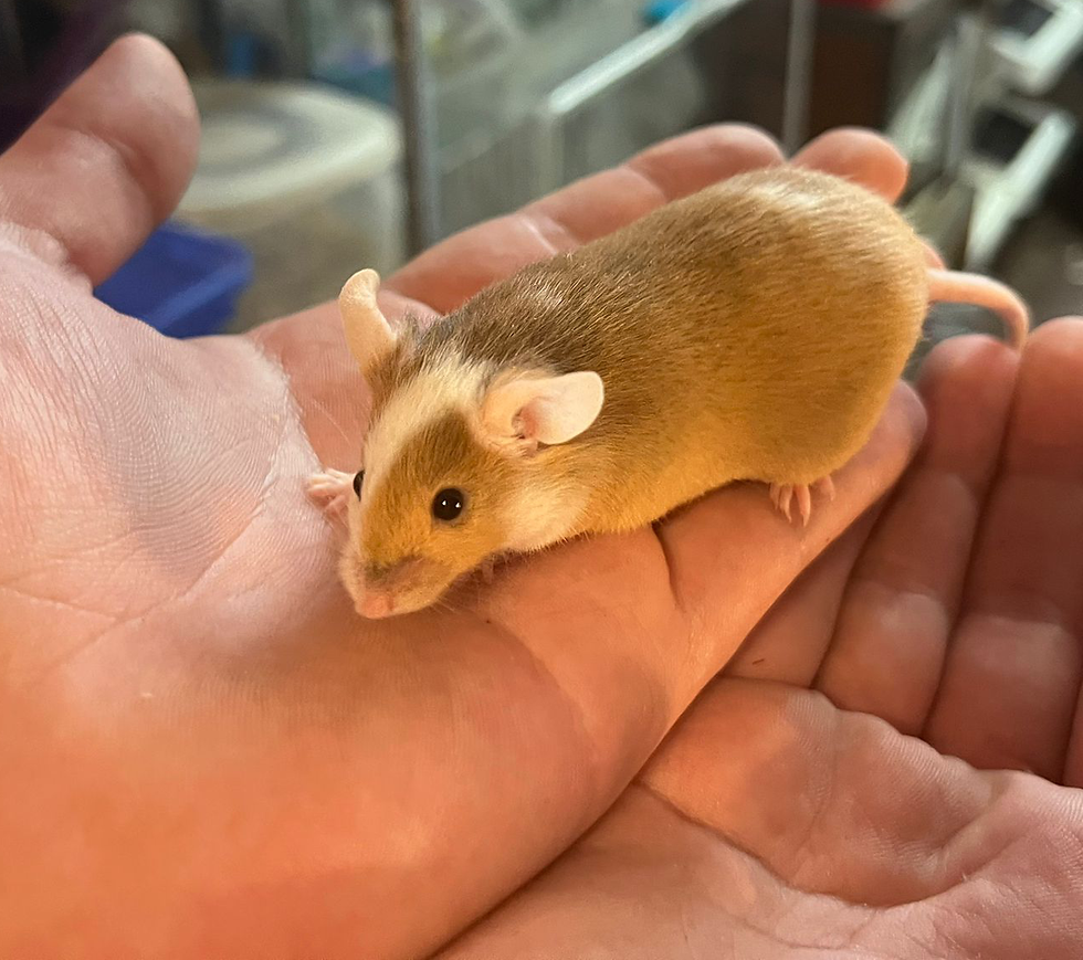 Caramel