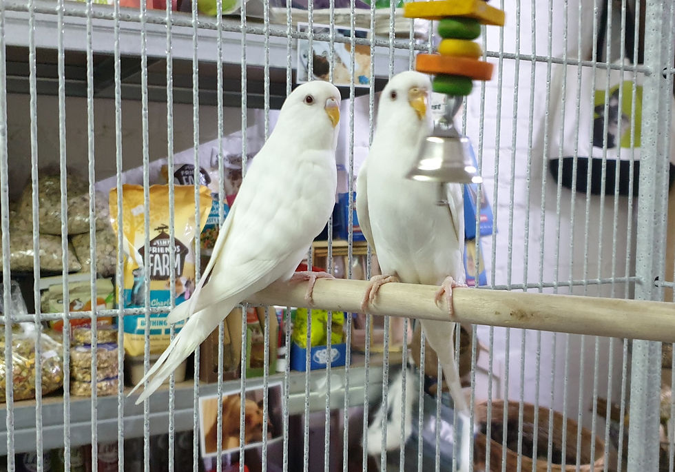 Skye & Morgan_ Rare white budgies_edited