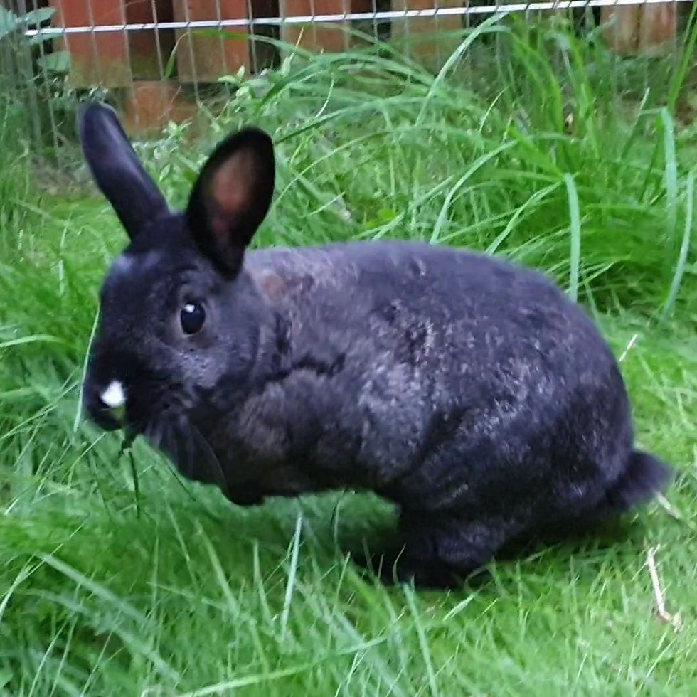 Bertie Neutered Male Rabbit
