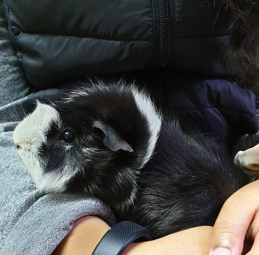 Lottie_ Female funky haired guinea pig