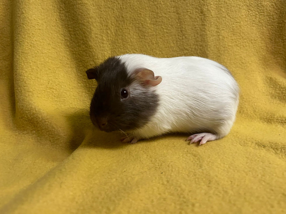 Peanut