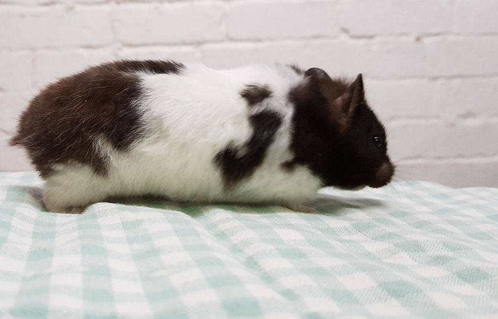 Daisy: Syrian Hamster
