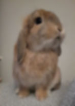 Beau: Holland Lop