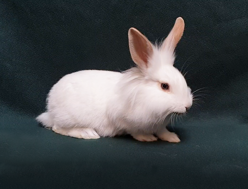 Whispa_ Baby Lionhead Doe Rabbit