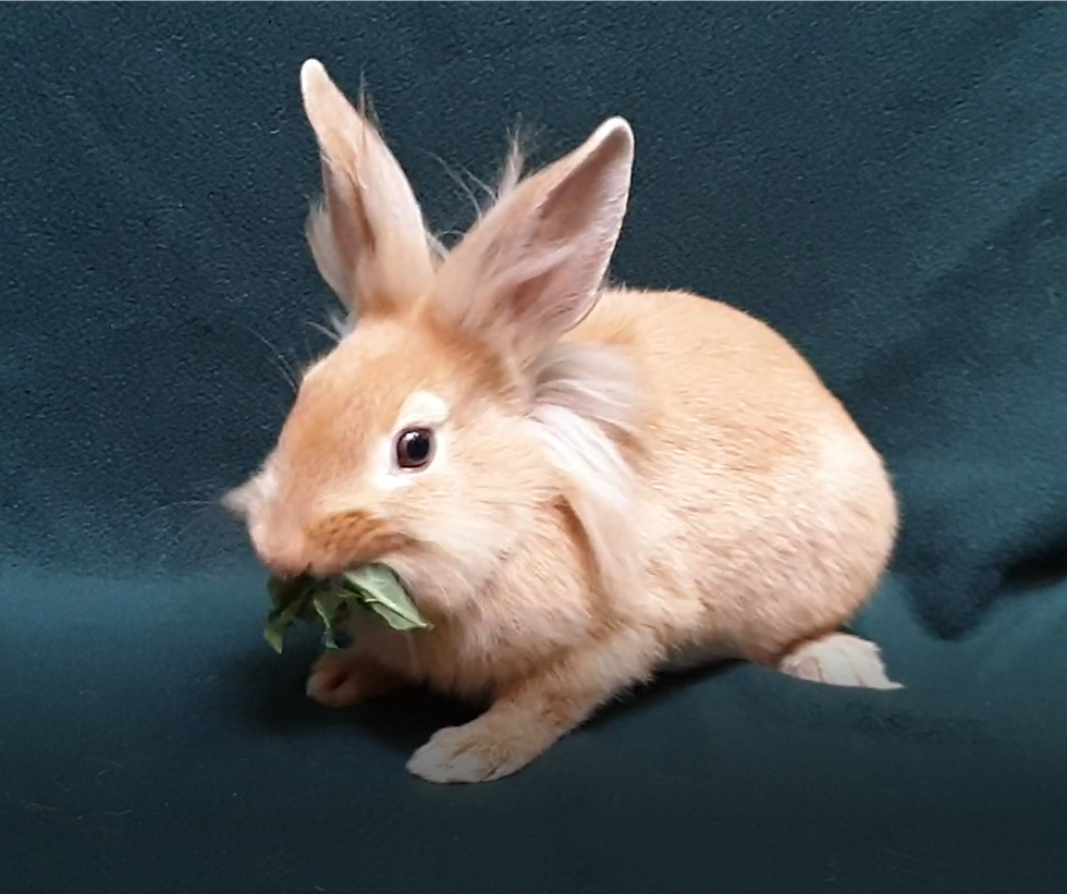 Thor_ Baby Lionhead Buck Rabbit