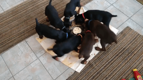 dogs spinning bowl gif.gif