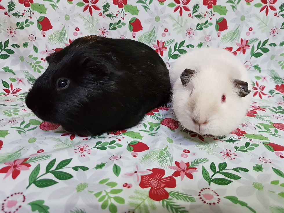 Cosmic & Midnight: Guinea Pigs