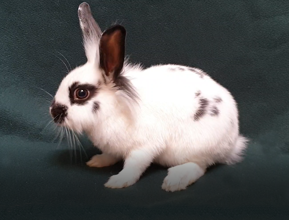 Loki_ Baby Lionhead Buck Rabbit