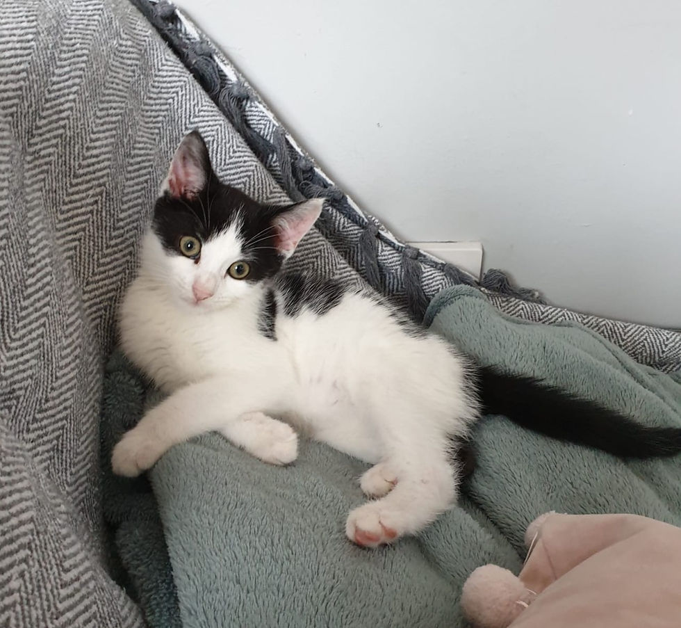 Duncan Donut_ Male kitten
