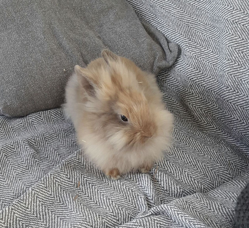 Rosie