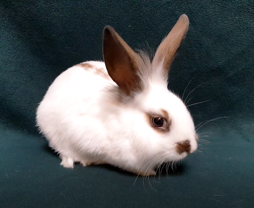 Whispa_ Baby Lionhead Doe Rabbit