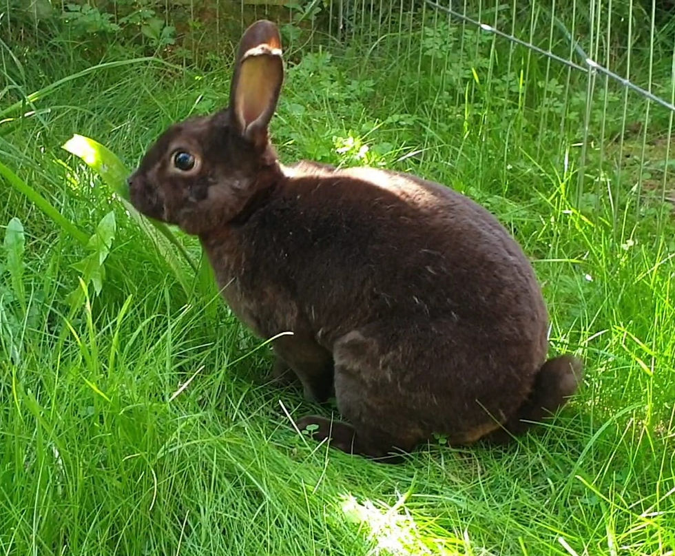 Hershey_ Neutered buck Rex