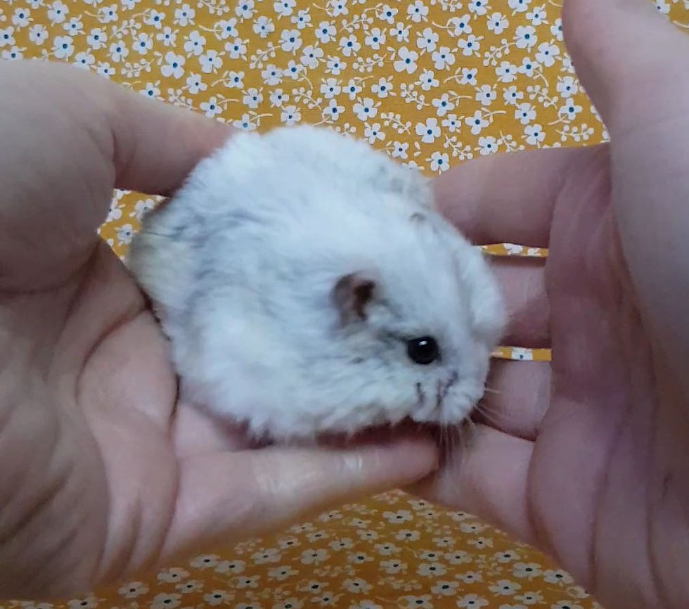 Moscow: Winter White Russian Male Dwarf Hamster