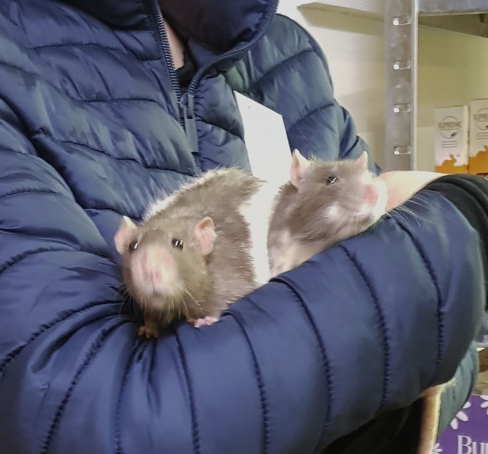 Doc & Marty: Fancy Rats