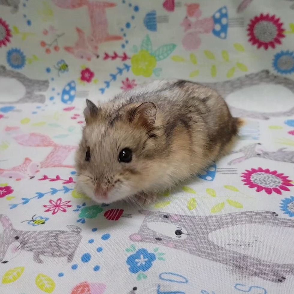 Nikita: Female Dwarf Hamster