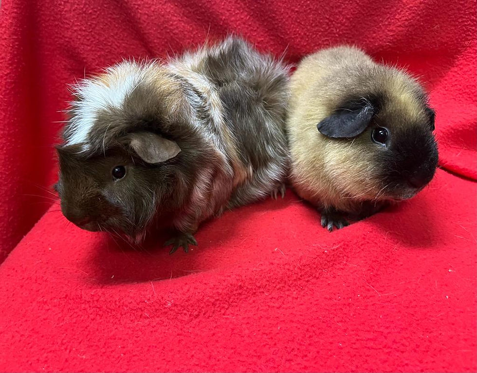Mocha & Caramel