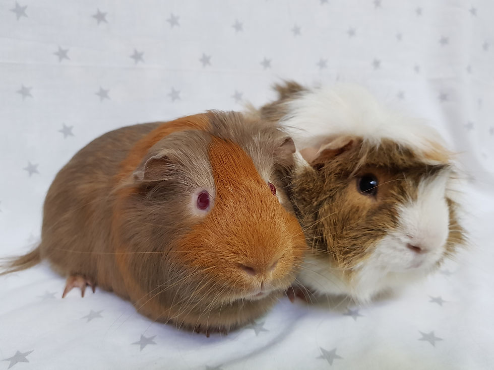 Strawberry & Freddie: Guinea Pigs