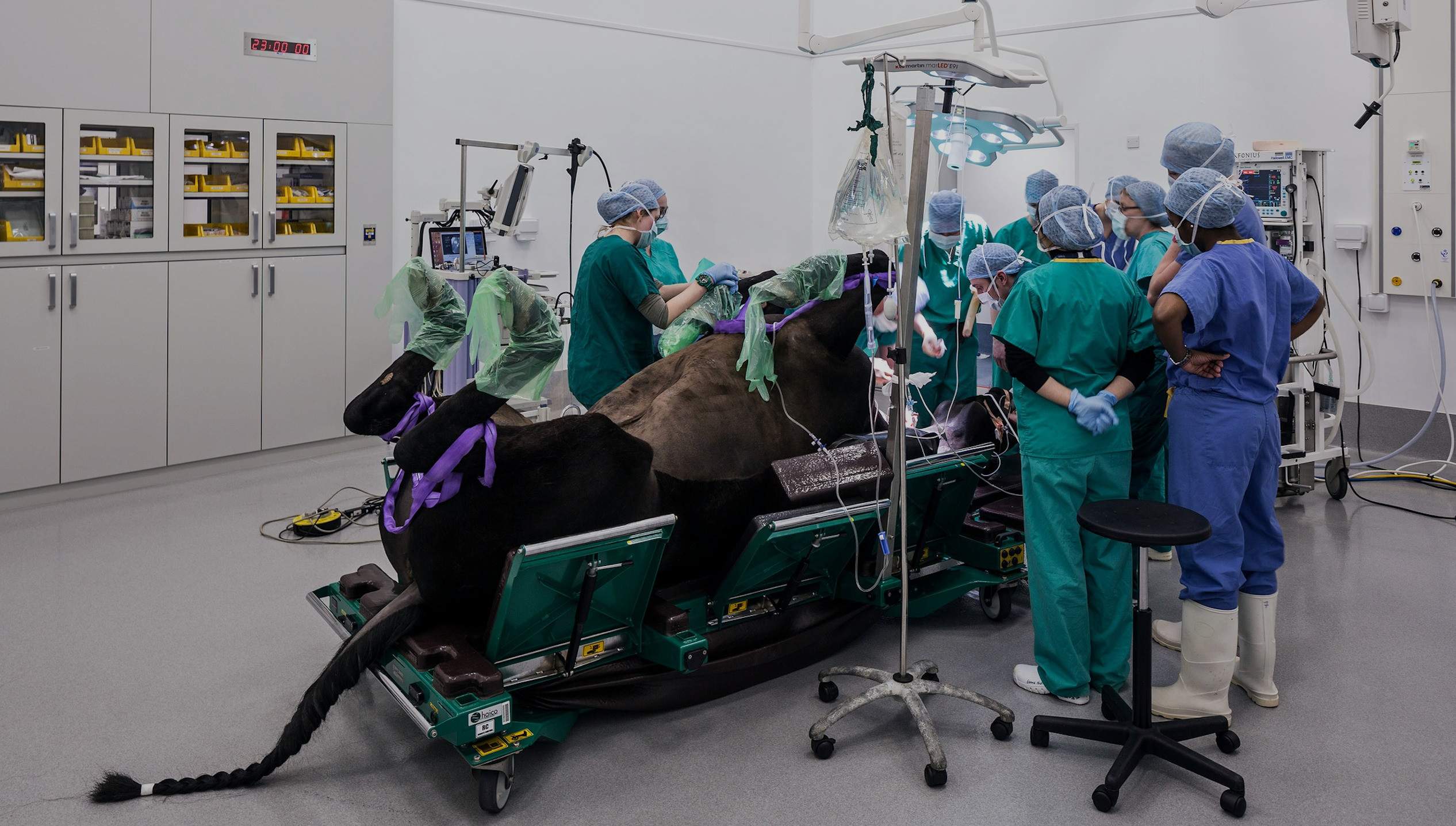 Equine Hospital Design