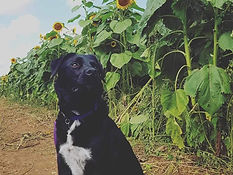 a dog in a field of sunfowers