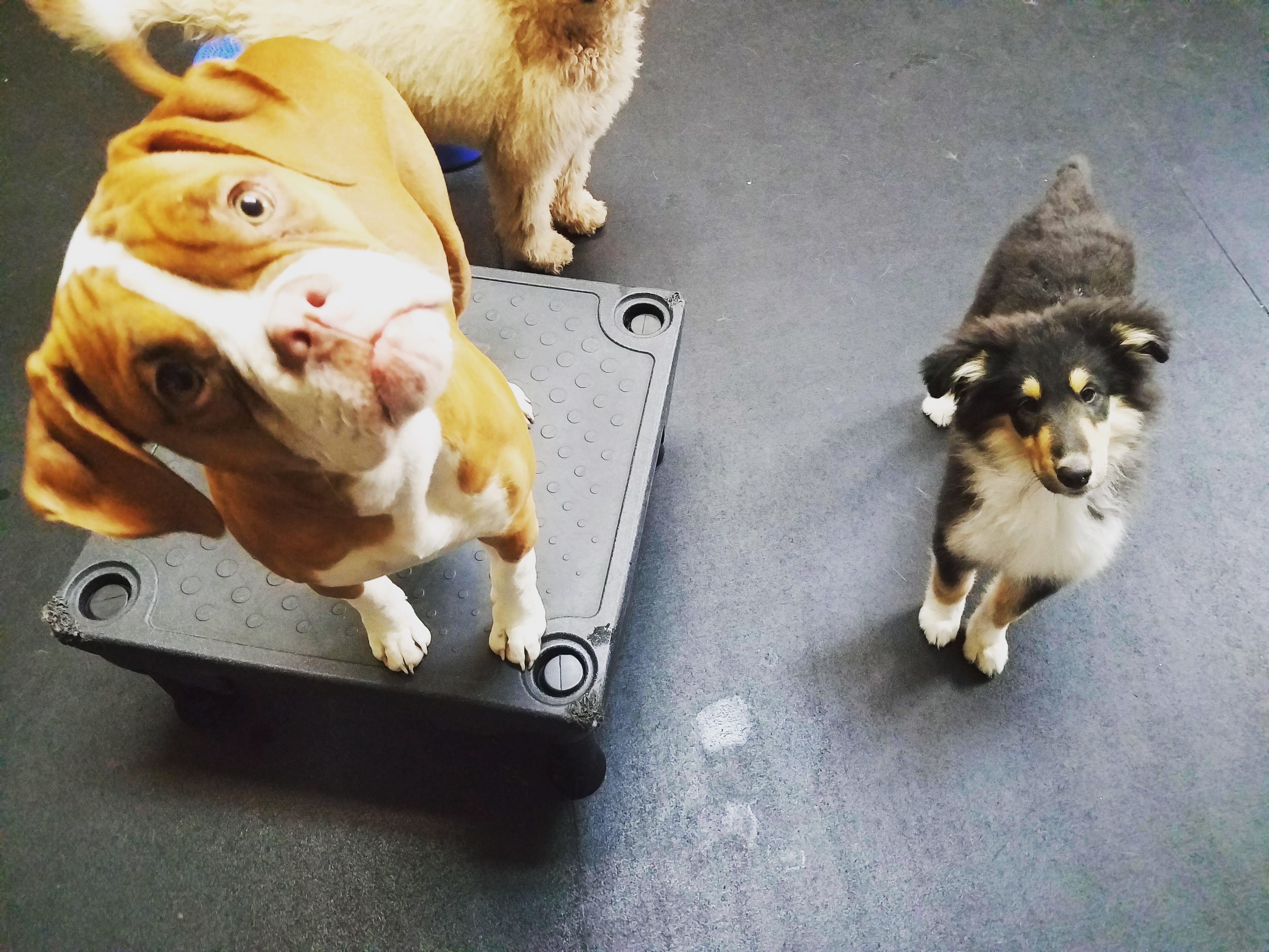 Home | The Dog Spot