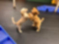 puppy 1.jpg