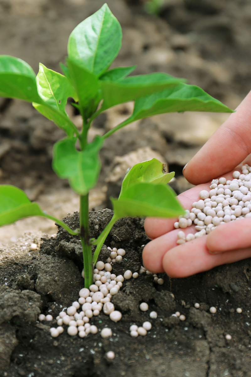 plant the fertilizer being added