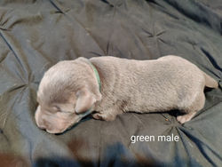 green male